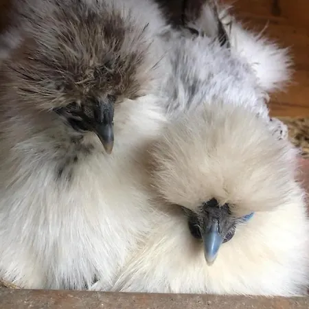 בית נופש De Charme Dans Ancienne Seigneurie Le Pin-Saint-Denis